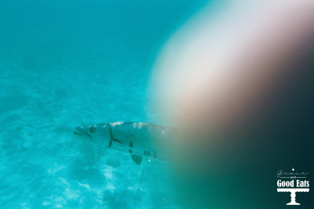 Grand Turk Baracuda