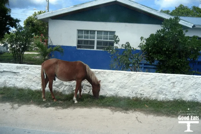 Grand Turk Horses