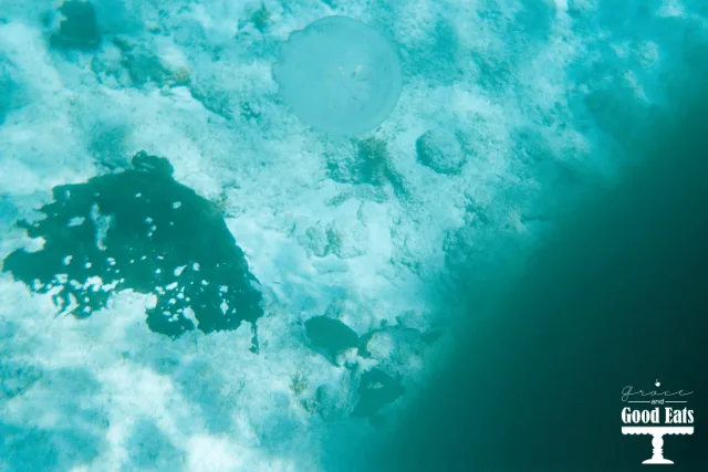 Grand Turk Jelly Fish