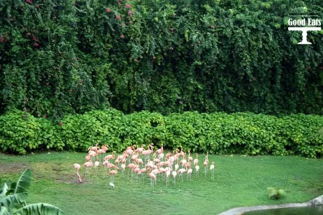 Visiting Miami, Florida? Stop by Jungle Island (formerly Parrot Island) to get up close and personal with a variety of birds. Jungle Island is home to Pinky. the iconic bicycle-riding cockatoo.