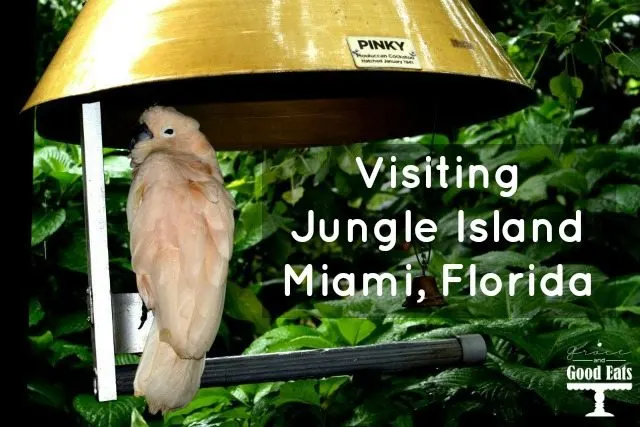 Visiting Miami, Florida? Stop by Jungle Island (formerly Parrot Island) to get up close and personal with a variety of birds. Jungle Island is home to Pinky. the iconic bicycle-riding cockatoo.