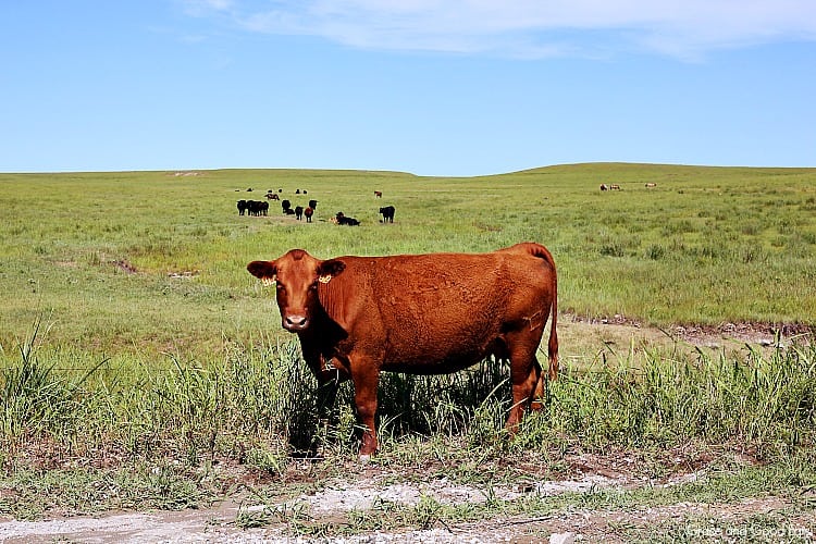 a red cow standing by the road